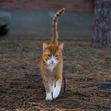 An orange cat is slinking towards the camera.