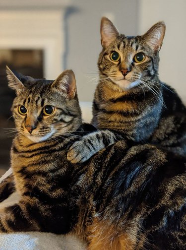 Two sibling cats are cuddling for a picture, the one cat's paw is resting on the other cat's back.