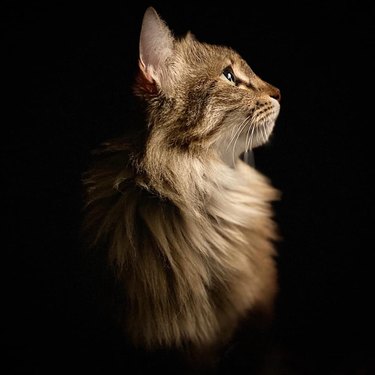 A fulffy cat is photographed from the side with dramatic lighting and a black background.