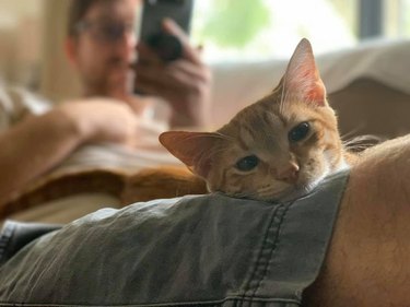 A ginger cat snuggles with their human.