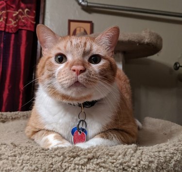 ginger cat named Trunks