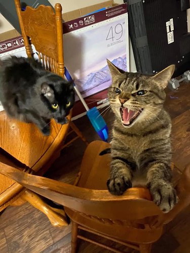 A snarling cat is angry while a black cat stares ahead.