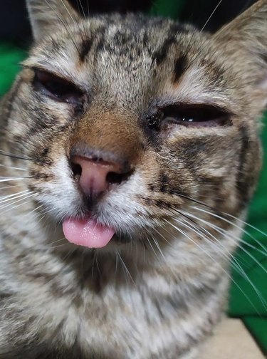 A sleepy cat sticks their tongue out.