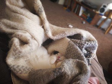 cat curled up in blanket