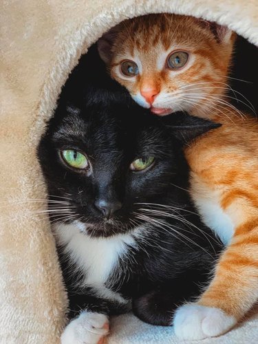 An orange kitten and a tuxedo cat are cuddling in a cat house.