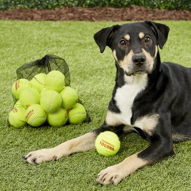 pressureless tennis balls for dogs