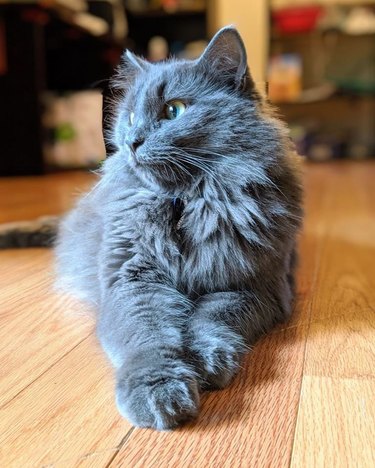 A majestic gray cat is looking off to the side.