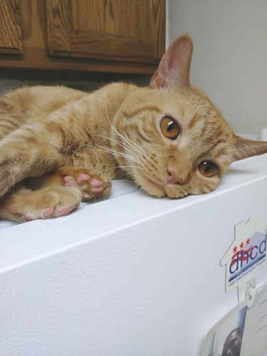 orange tabby cat sleeps on refrigerator