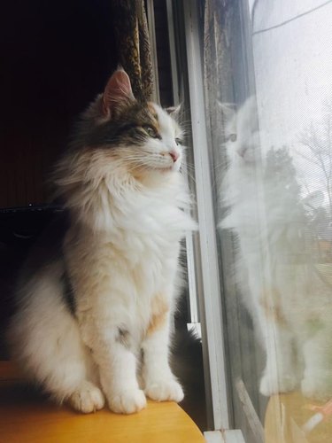 A fluffy cat looks out a window, and their reflection is captured.