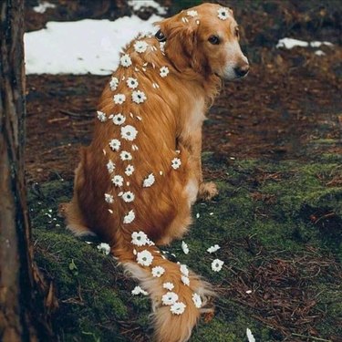 Dog with flowers braided down its back and tail