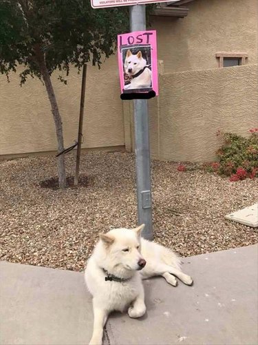 Dog sitting in front of a poster of itself that says LOST