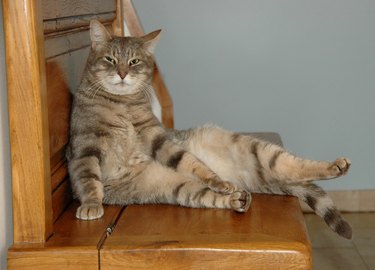 cat sitting upright on chair