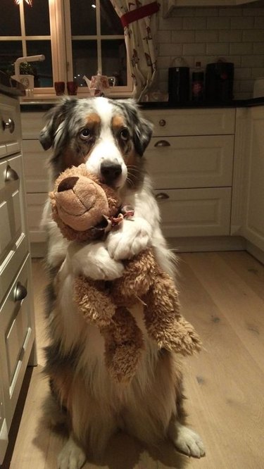 Dog holding a teddy bear.