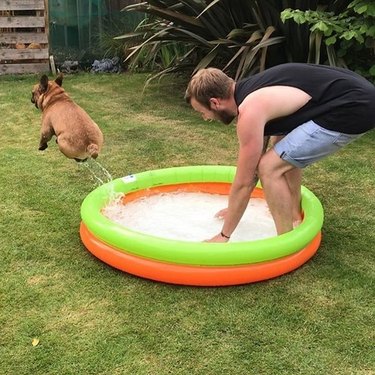 Dog bouncing out of a kiddie pool.