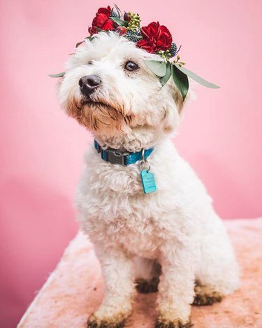 fluffy white dog in red rose flower crown.