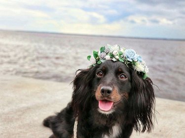 dog at the beach with a flower crown.