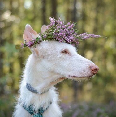 white dog in lavender flower crown.