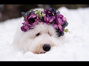 white fluffy dog with purple flower crown.