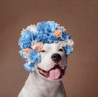 white dog in big blue flower crown.