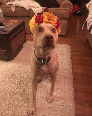 dog in yellow red and orange flower crown.