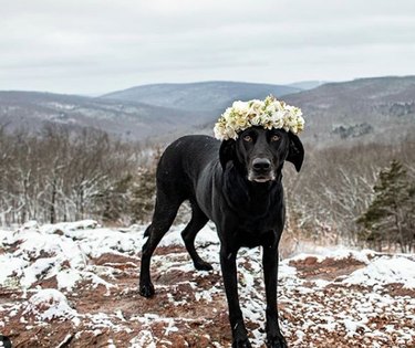black lab with yellow flower crown.