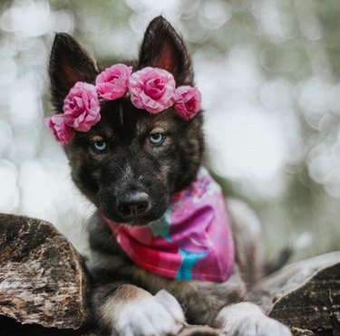 husky puppy with pink flower crown and bandana.