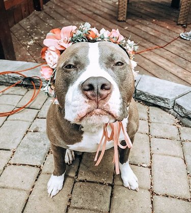 pitbull wearing orange flower crown.