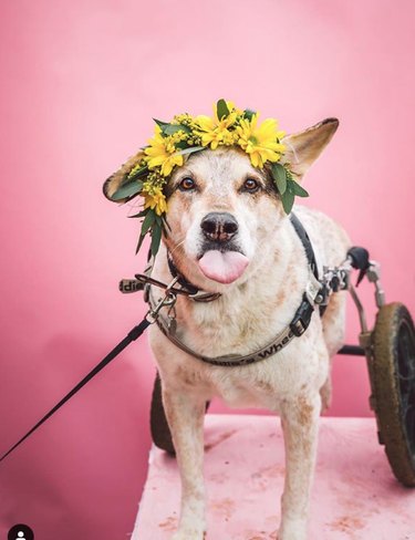 dog in yellow flower crown.