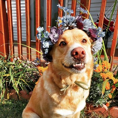 smiling dog with wildflower crown.