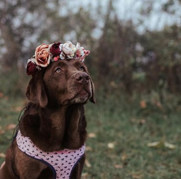 brown lab with flower crown and pink vest.