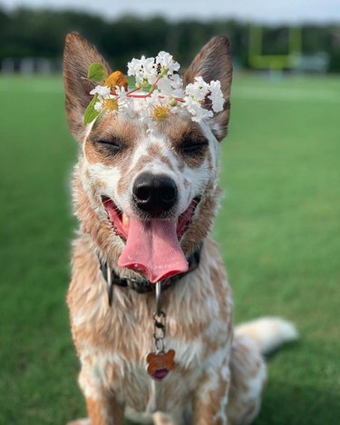 dog in white flower crown.