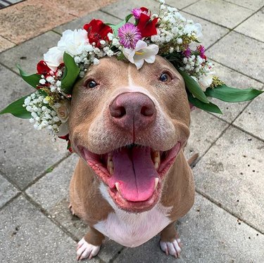 smiling pitbull in flower crown.