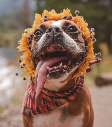 dog with tongue out wearing wildflower crown.
