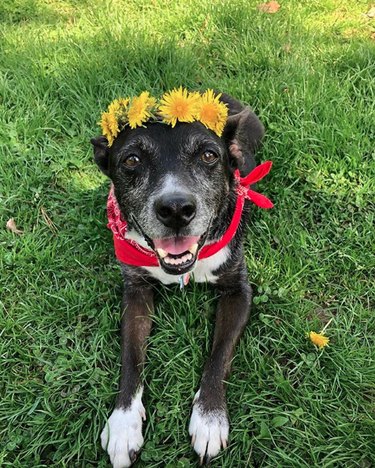 dog in sunflower crown