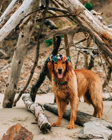 dog in blue and orange flower crown.