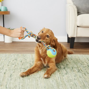 dog jaws at tennis ball rope toy