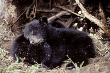sleeping bear cubs