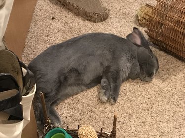 bunny asleep on floor