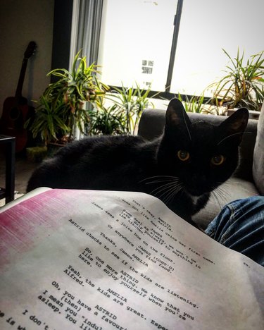 cat reading lines