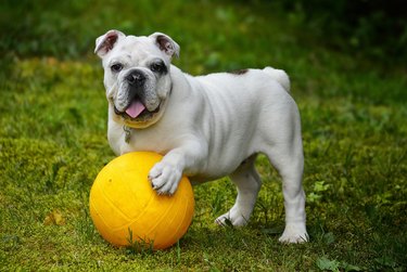 Bulldog with basketball