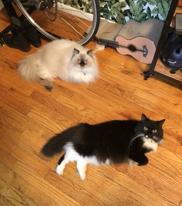 two cats lying on the floor