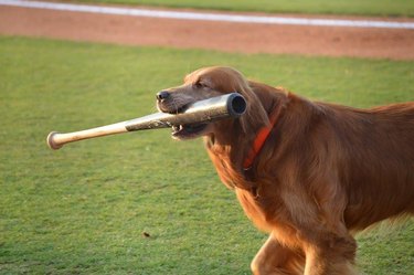 Dog with baseball bat