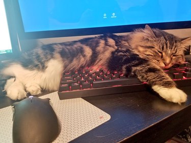 cat sleeping on computer keyboard