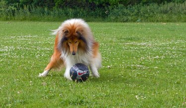 Collie with soccer ball