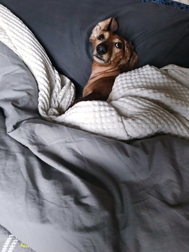 dog in bed looking innocent