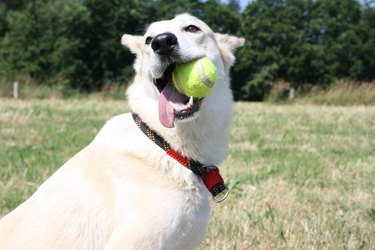 Dog with tennis ball