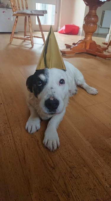 20 Dogs — And 1 Cat — Rocking Sweet Party Hats