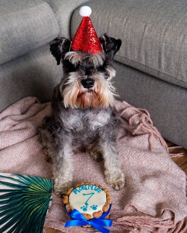 20 Dogs — And 1 Cat — Rocking Sweet Party Hats