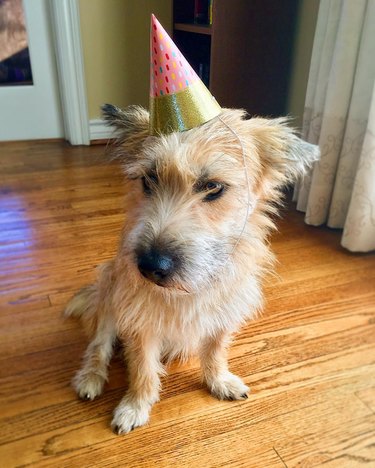 20 Dogs — And 1 Cat — Rocking Sweet Party Hats