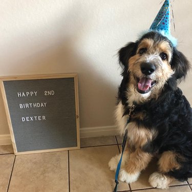 20 Dogs — And 1 Cat — Rocking Sweet As Heck Party Hats